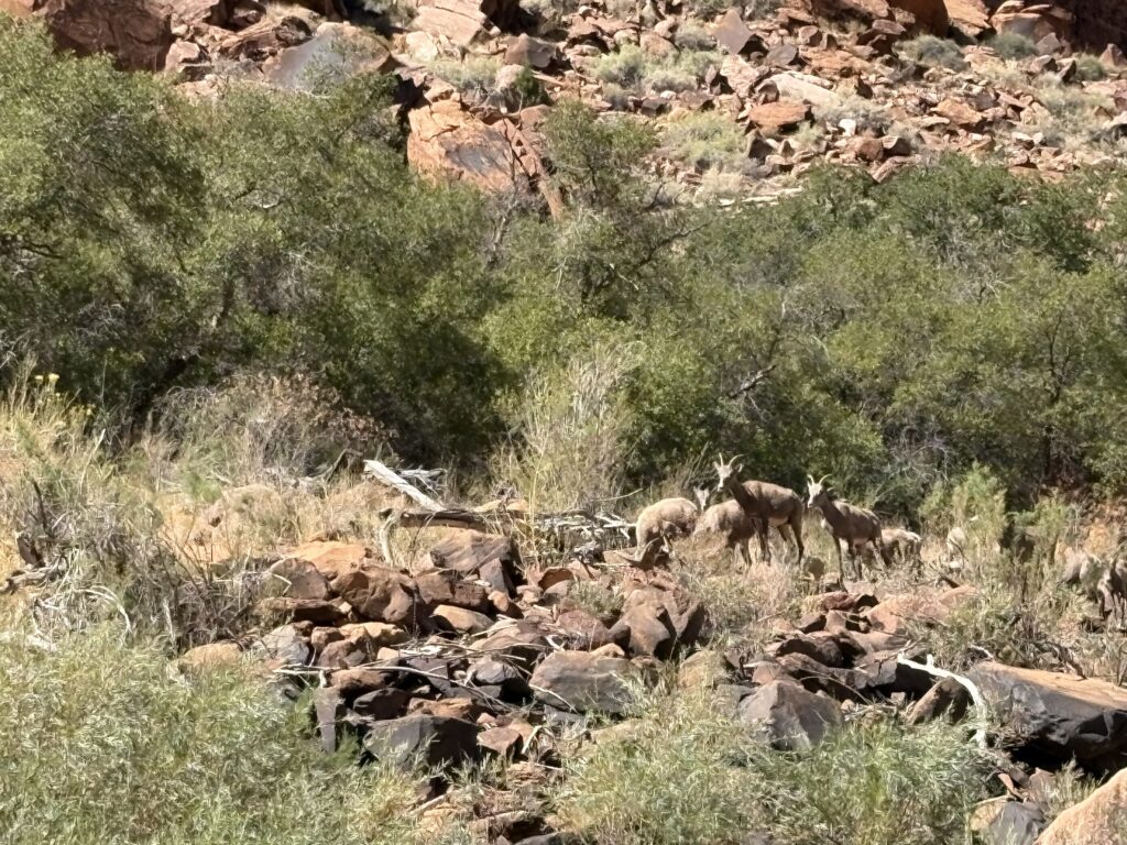 Bighorn Sheep along a rocky shore seen during an Airstream rally in Moab, Utah